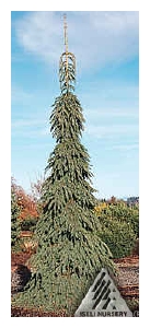 PICEA glauca 'Pendula'